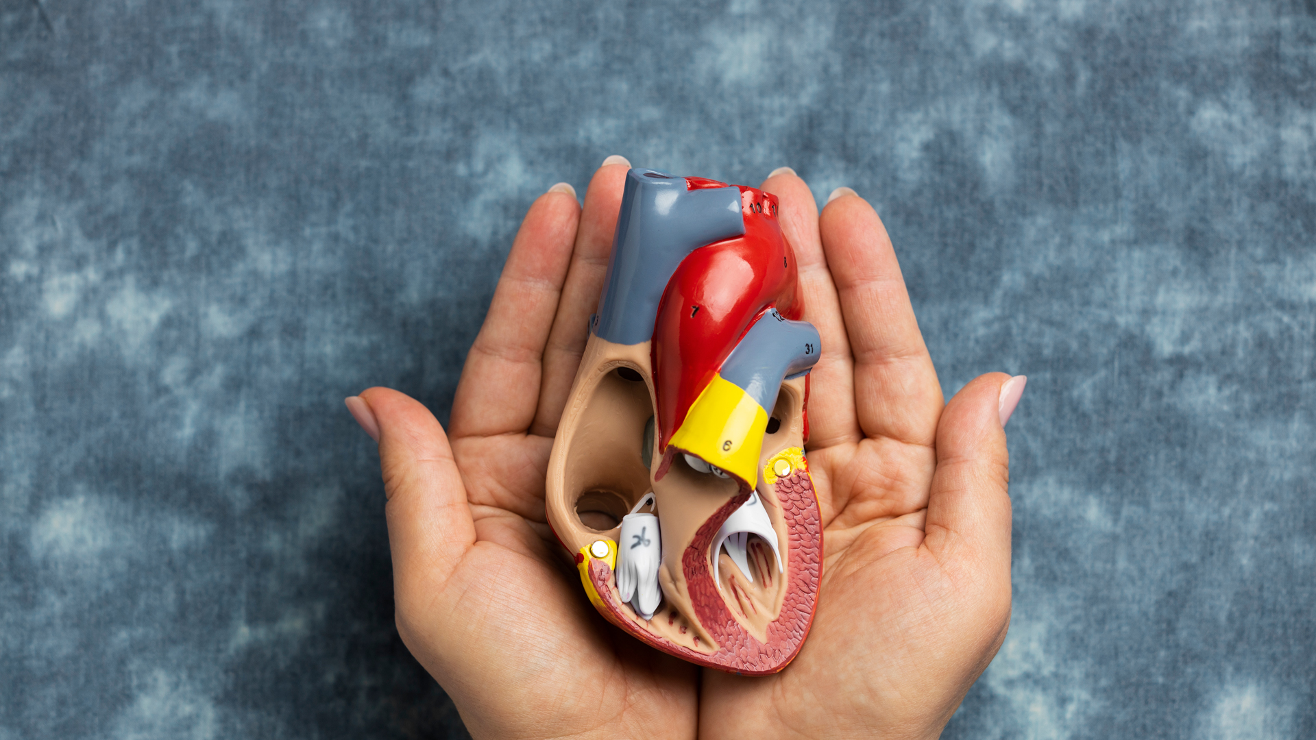 Nueva incapacidad temporal por donación de órganos en 2025